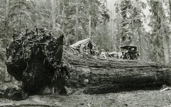 Rare Historical Photos,  camping party, tree
