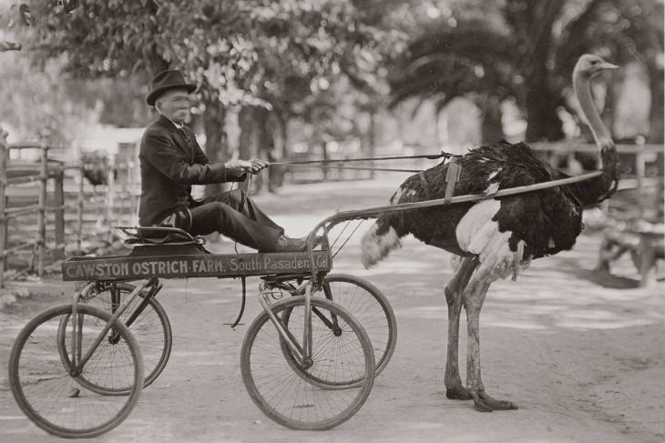 Rare Historical Photos, wagon, ostrich