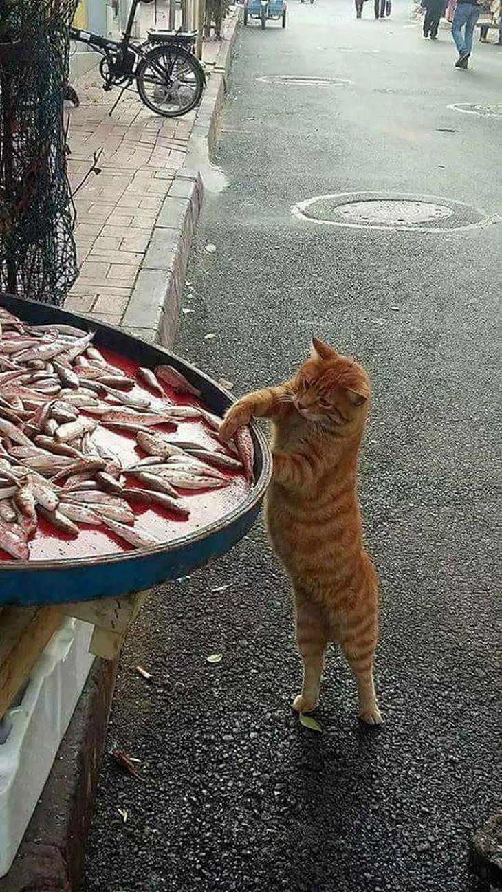 Naughty Animals cat stealing fish