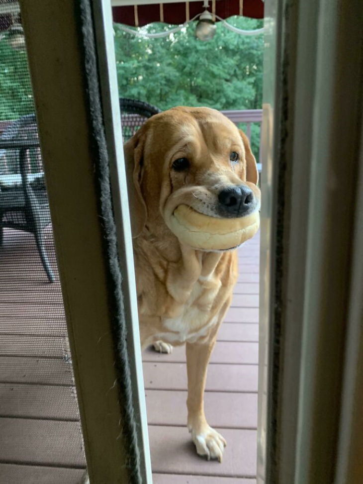 Naughty Animals dog with hamburger roll in mouth
