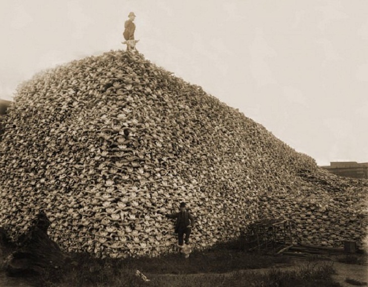 Rare Historical Photos, bison skulls 