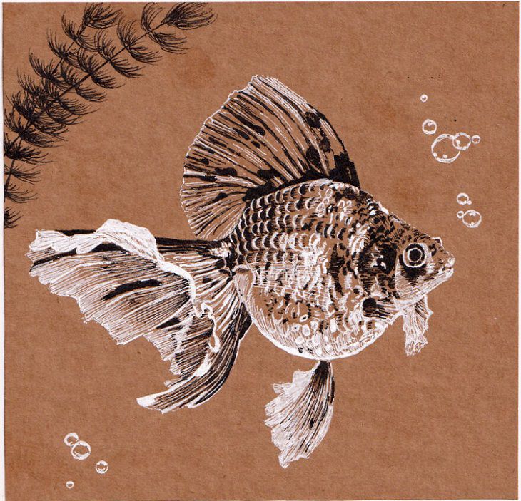 Drawings, fish