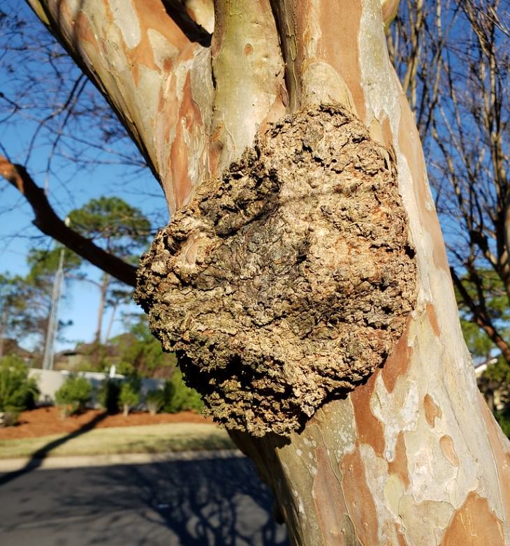 crown galls on a eucalyptus tree