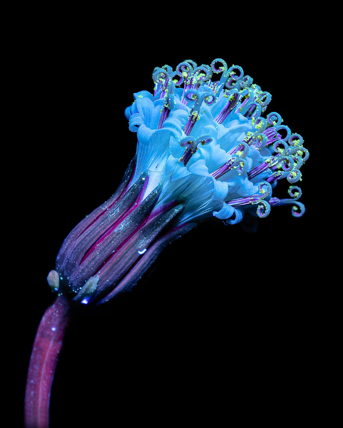 UV light flower portraits by Debora Lombardi Senecio Rowleyanus