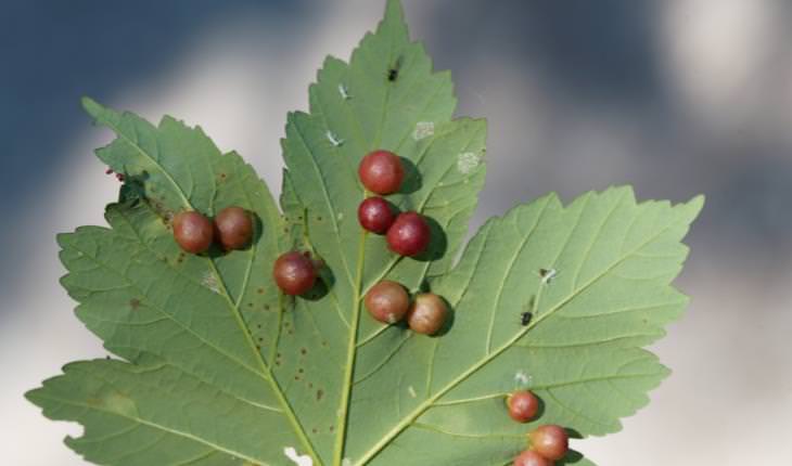 galls on trees