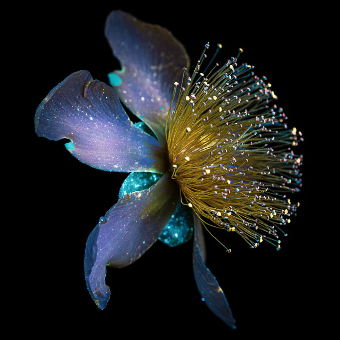 UV light flower portraits by Debora Lombardi St. John's Wort