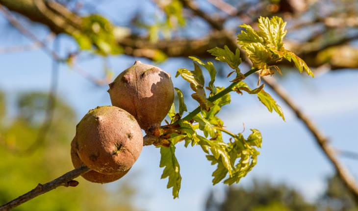 galls on trees