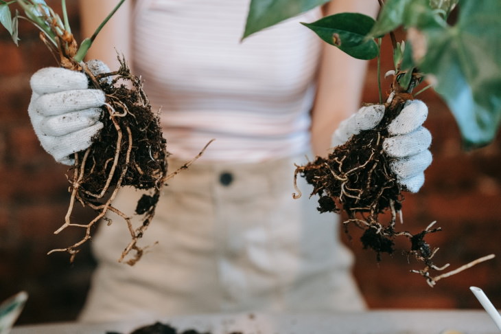 Propagación de plantas 101 división de plantas