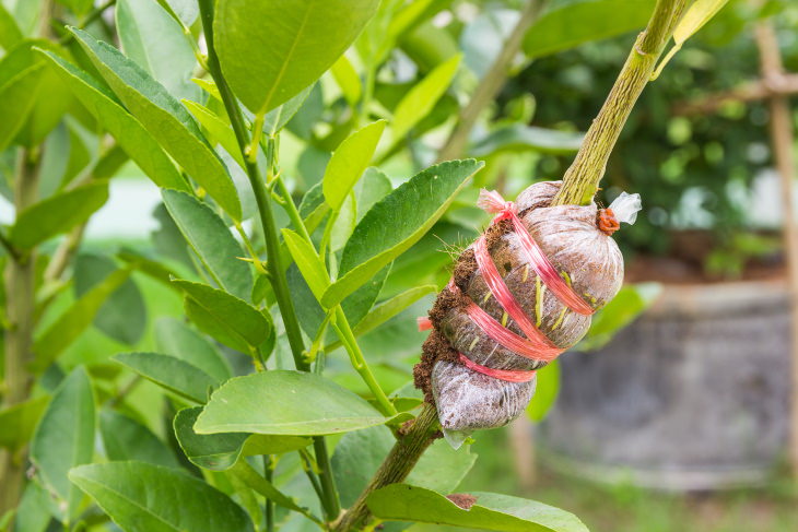 Plant Propagation 101 air layering