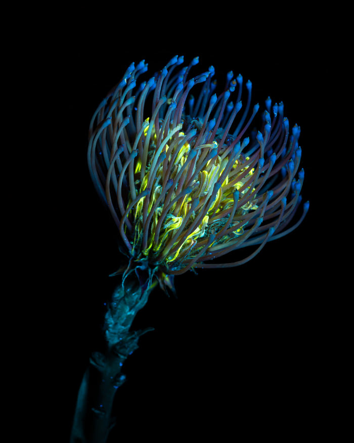 UV light flower portraits by Debora Lombardi Protea