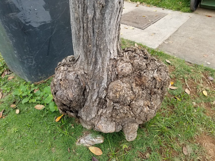 crown galls on trees