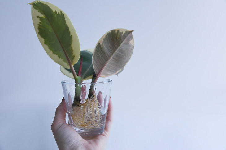 Plant Propagation 101 ficus cutting