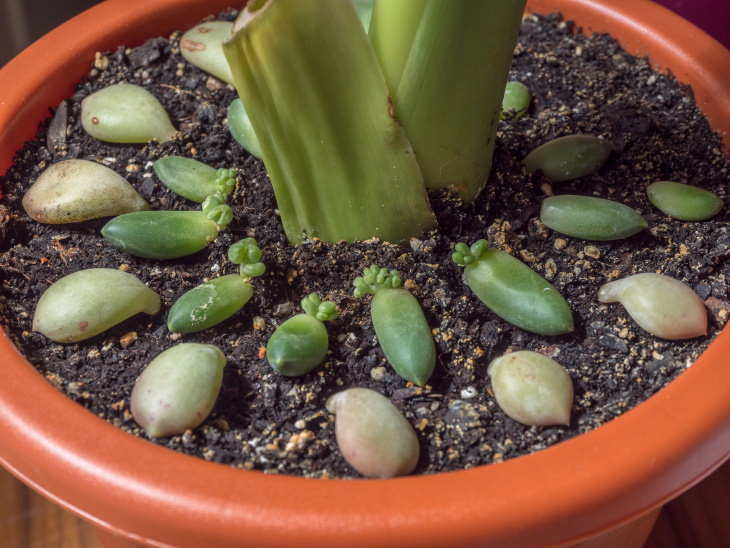 Plant Propagation 101 succulent propagation