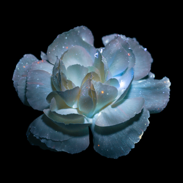 UV light flower portraits by Debora Lombardi Carnation