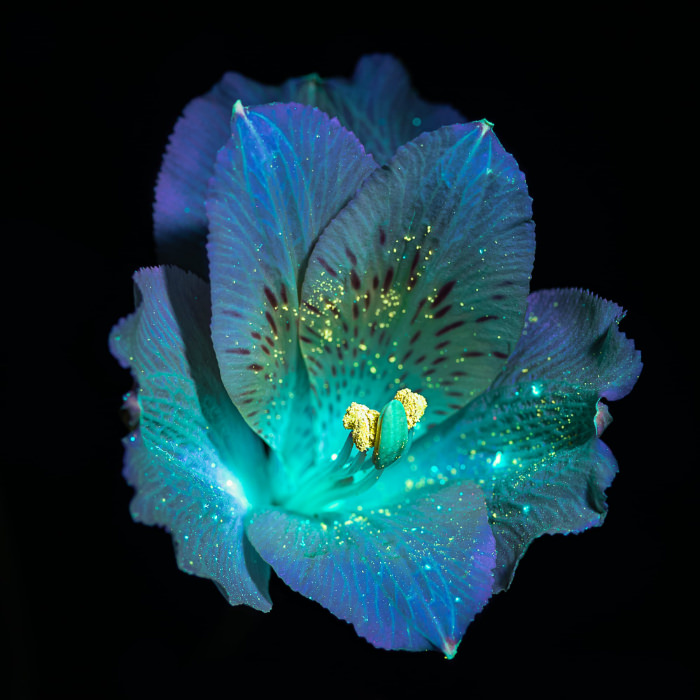 UV light flower portraits by Debora Lombardi Alstromeria
