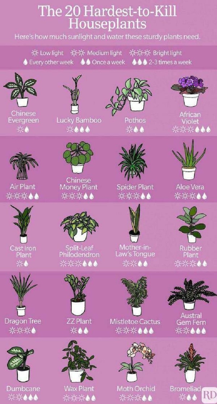 Useful charts, plants 