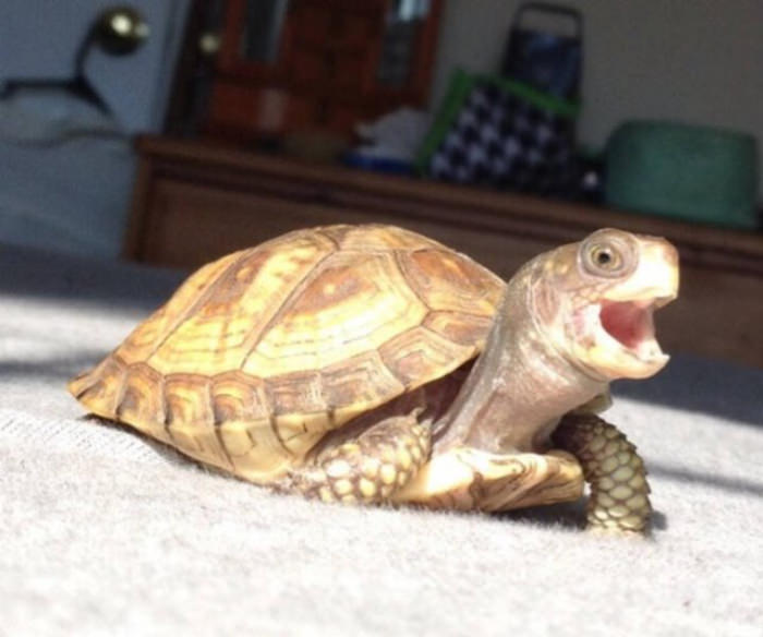 life is good- smiling turtle