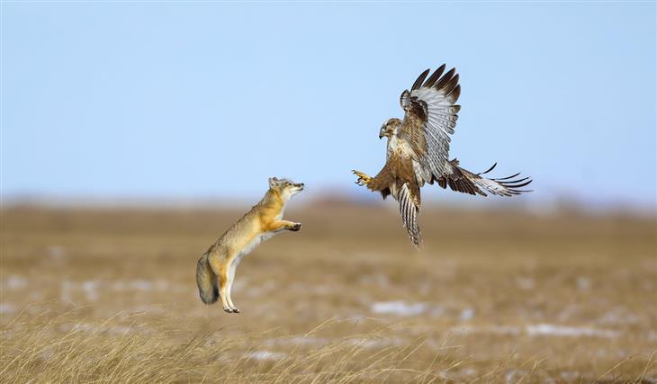 BPOTY 2022 “Upland Buzzard Versus Corsac Fox” by Baozhu Wang, China