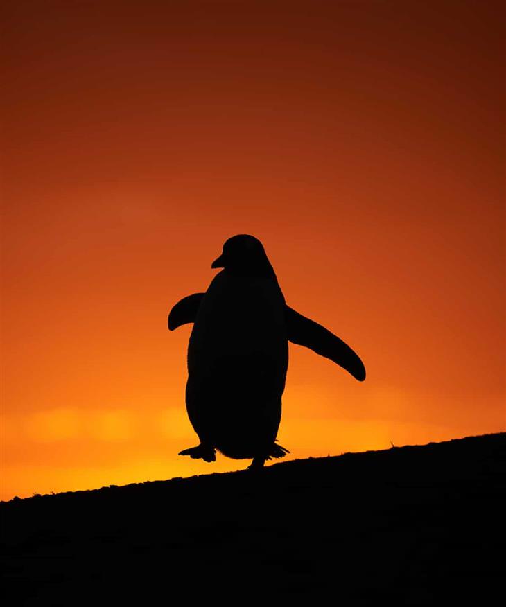 BPOTY 2022 “Gentoo Dancing at Sunset” by Audrey Wooller, United Kingdom