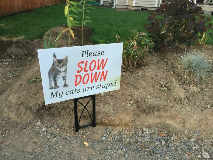 funny sign slow cats