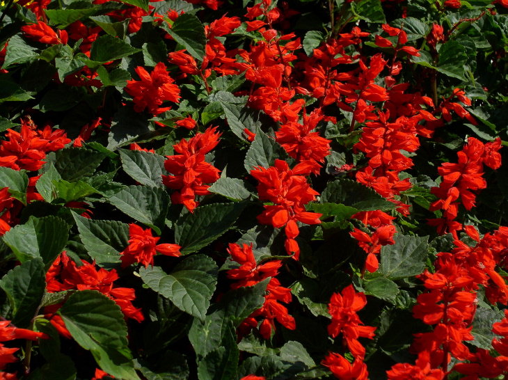 Red Flowers Red Salvia (Salvia splendens)