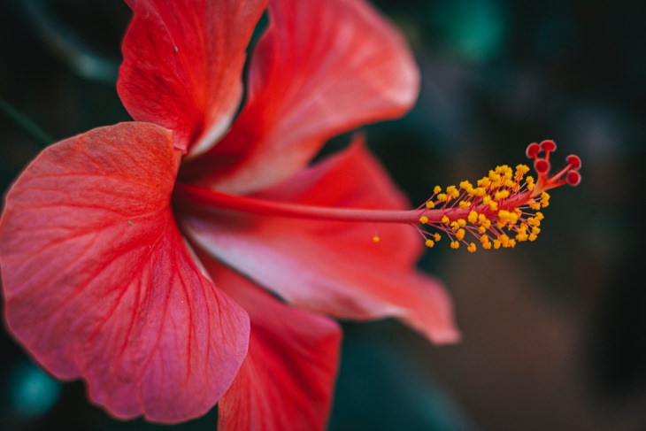 Red Flowers (Hibiscus hybrid)