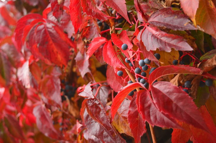 Red Flowers Virginia Creeper (Parthenocissus quinquefolia)