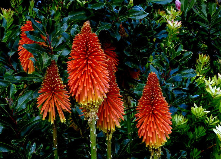 Red Flowers Red Hot Poker (Kniphofia hybrid)