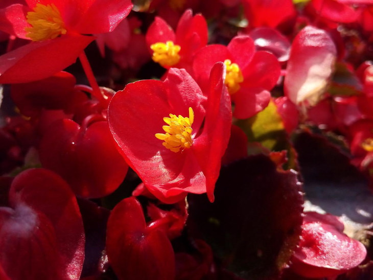 Red Flowers Wax Begonia (Begonia benariensis)