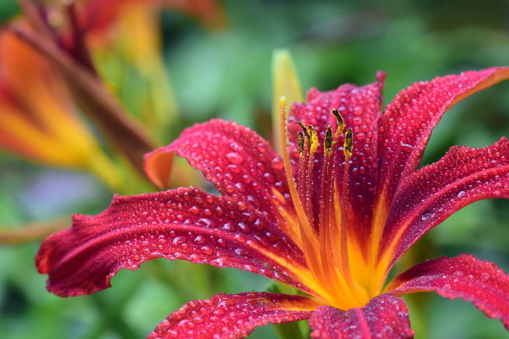 Red Flowers Daylily (Hemerocallis)