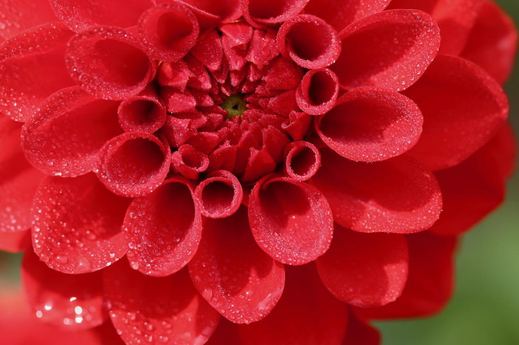 Red Flowers Dahlia (Dahlia spp.)