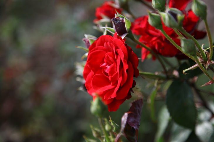 Red Flowers Red Rose (Rosa spp.)