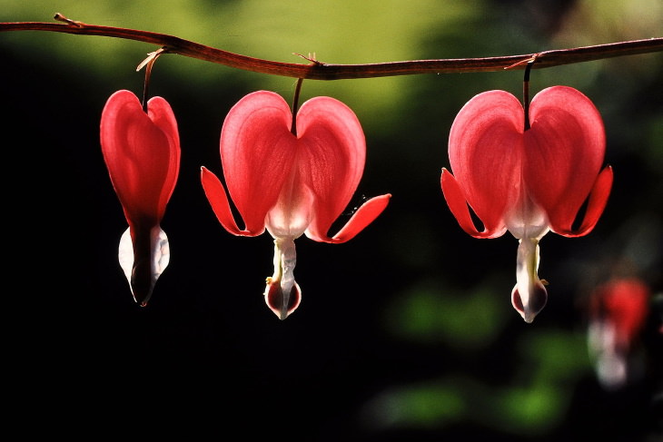 Red Flowers Bleeding Heart (Lamprocapnos spectabilis)