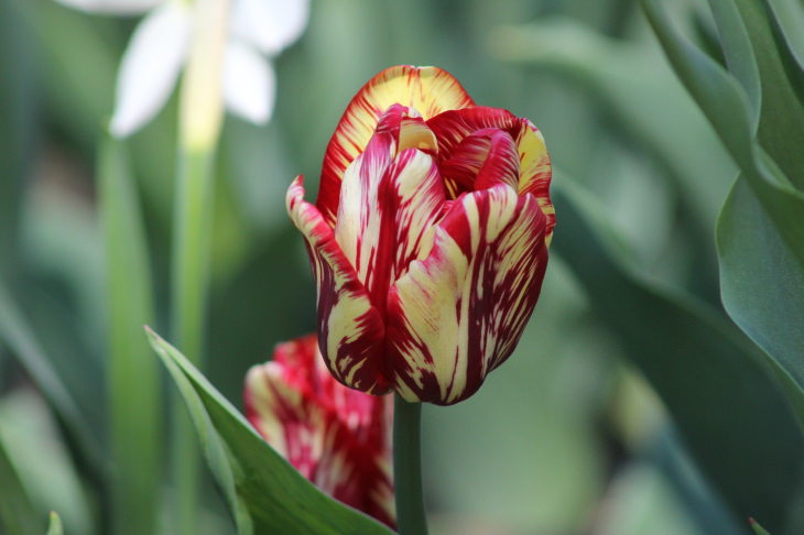 Red Flowers Tulip (Tulipa spp.)