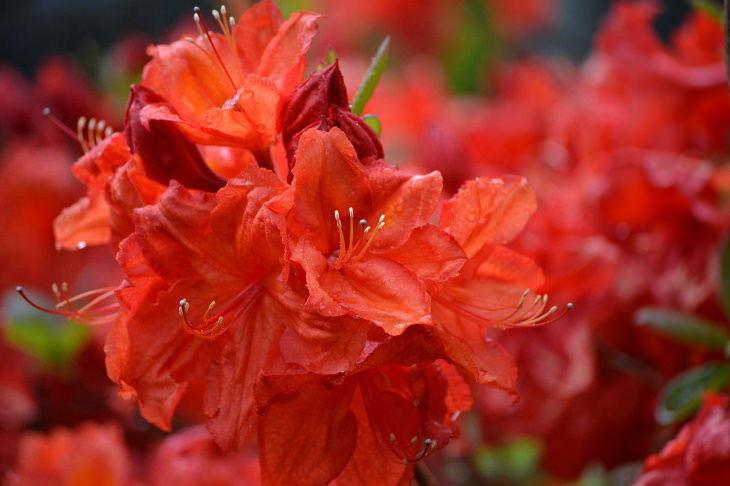 Red Flowers Azalea (Rhododendron spp.)