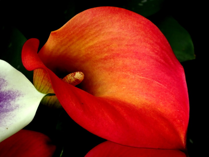 Red Flowers Calla Lily (Zantedeschia hybrid)