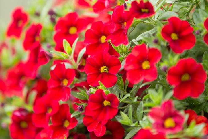 Red Flowers Calibrachoa (Calibrachoa spp.)