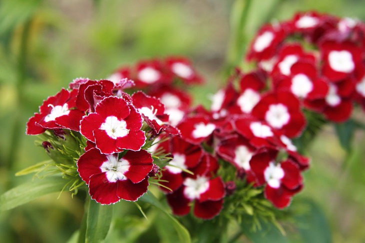 Red Flowers Dianthus (Dianthus spp.)