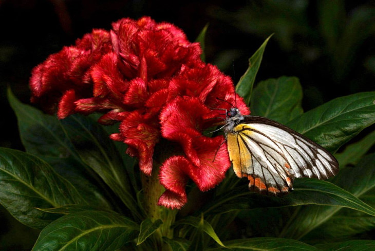 Red Flowers Celosia