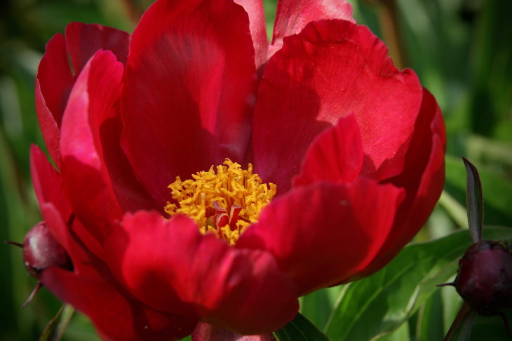 Red Flowers Peony (Paeonia)