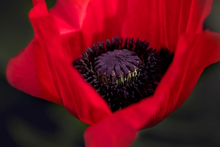 Red Flowers Oriental Poppies (Papaver orientale)