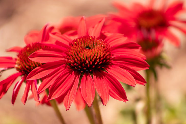 Red Flowers Coneflower (Echinacea)