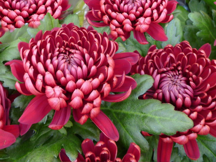 Red Flowers Chrysanthemum (Chrysanthemum spp.)