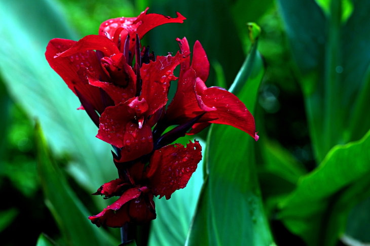 Red Flowers Canna Lily (Canna x generalis)