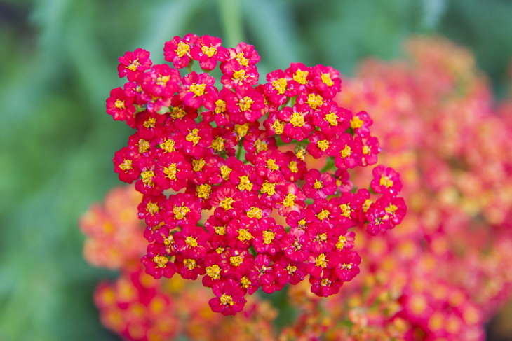 Red Flowers Yarrow (Achillea millefolium)