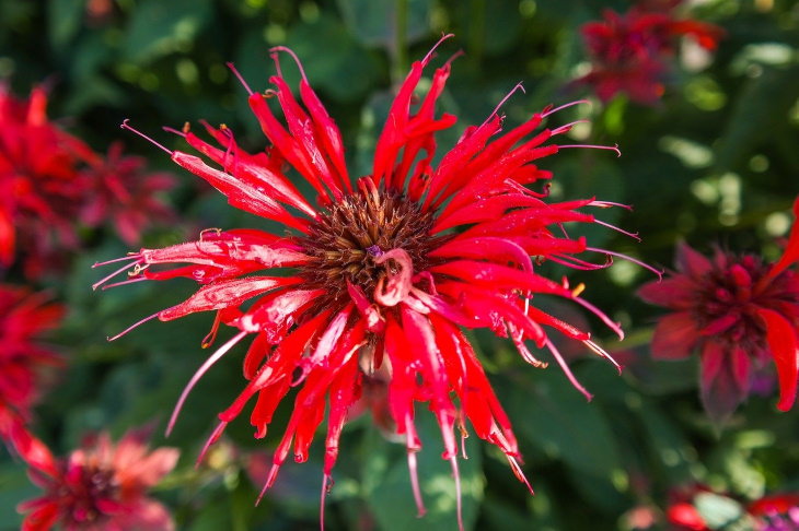 Red Flowers Bee Balm (Monarda didyma)