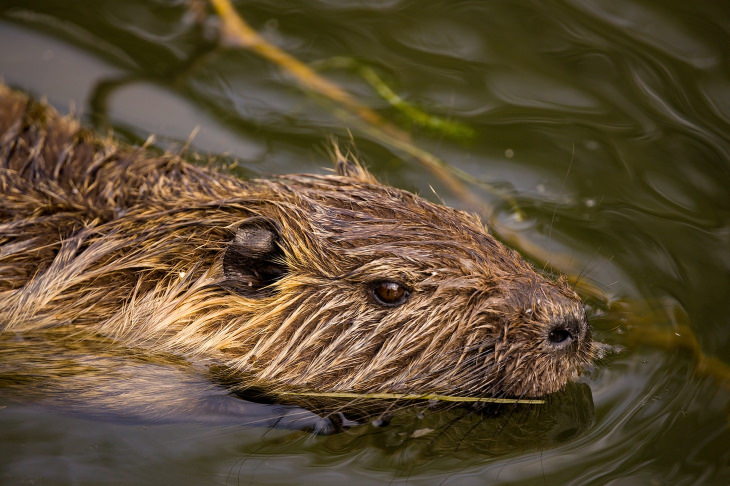 Biomimicry Beaver swimming