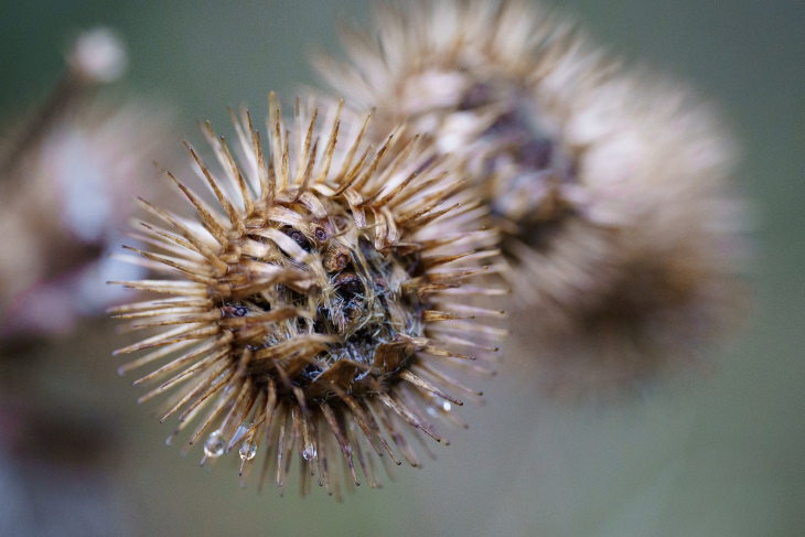 Biomimicry Burdock pod