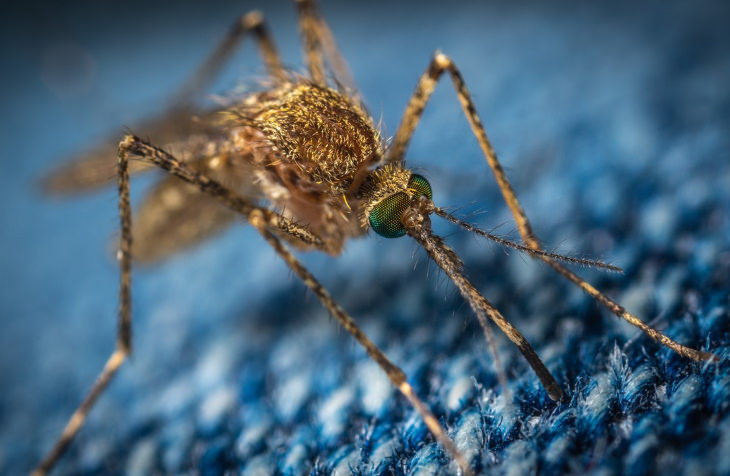 Biomimicry Mosquito