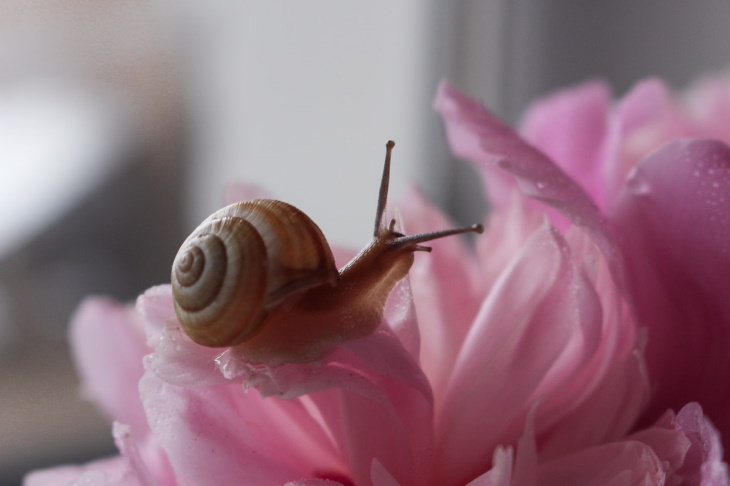 Biomimicry snail on a flower